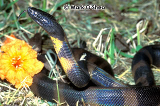 Bismarck ringed python, Bothrochilus boa ,