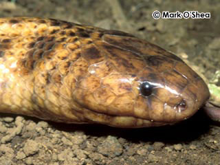 New Guinea small-eyed snake Micropechis ikaheka, known 