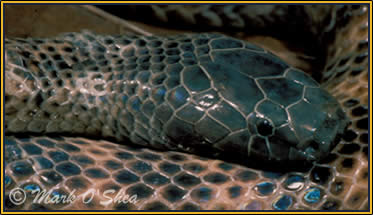 ... eyed snake (Micropechis ikaheka) in a coconut husk 