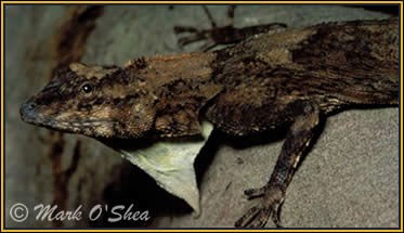 imagebig_02-11b.jpg