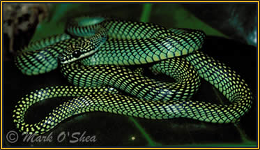 The agile Paradise flying snake (Chrysopelea paradisi .